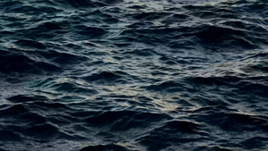 Black Friday Surf Sale